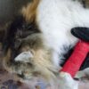 Pet First Aid Kit - Image 3